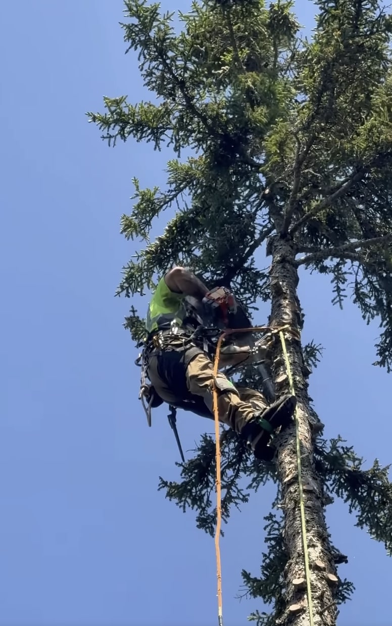 Professional arborist trimming and pruning trees in Ontario, CA