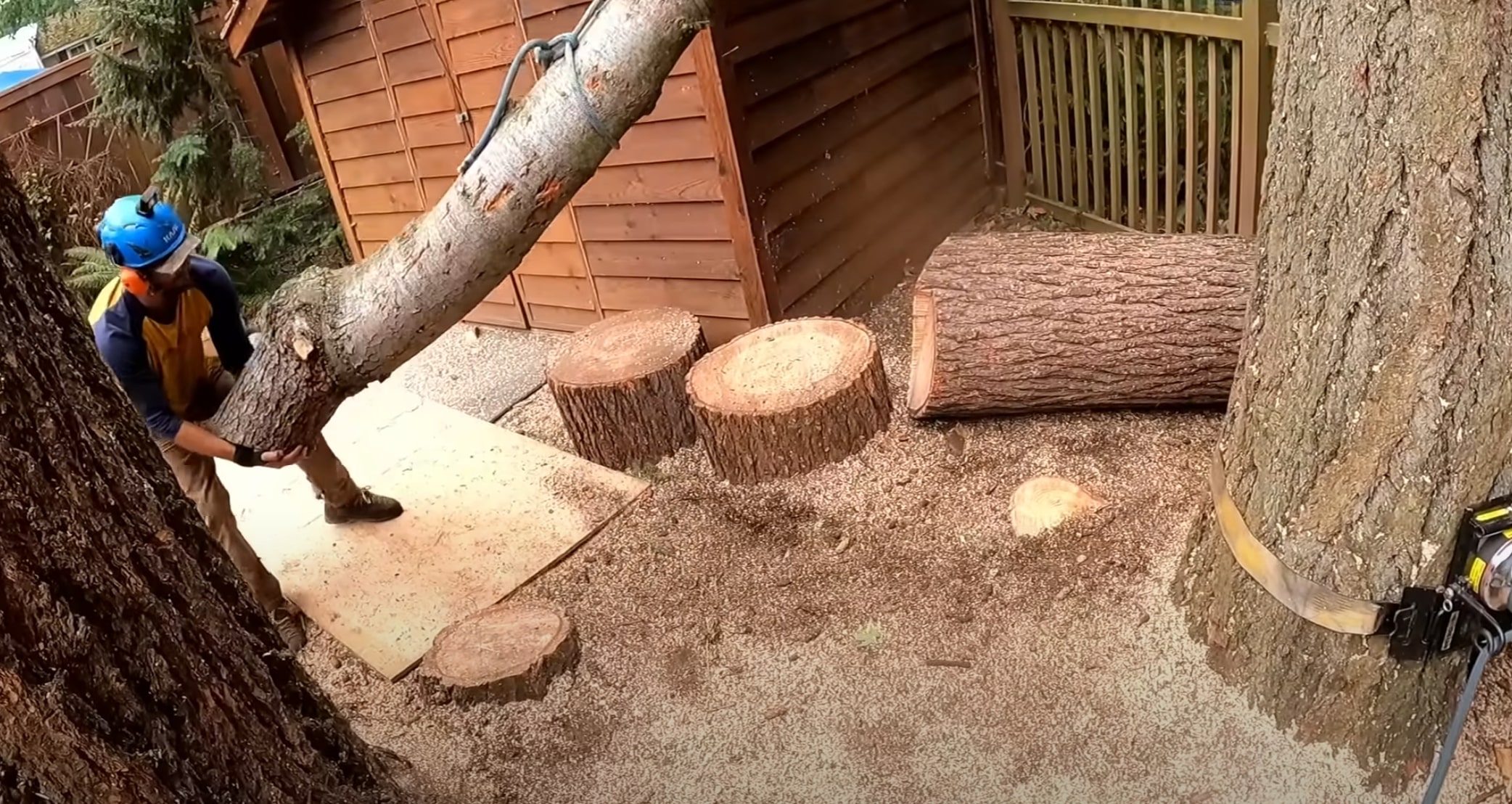 Professional arborist consulting and tree assessment in Ontario, CA