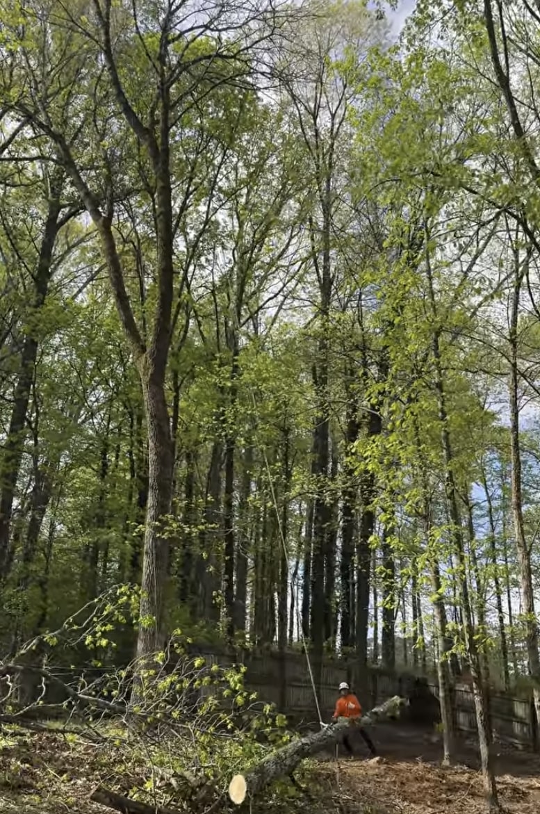 Emergency tree removal service responding to storm damage in Ontario, CA