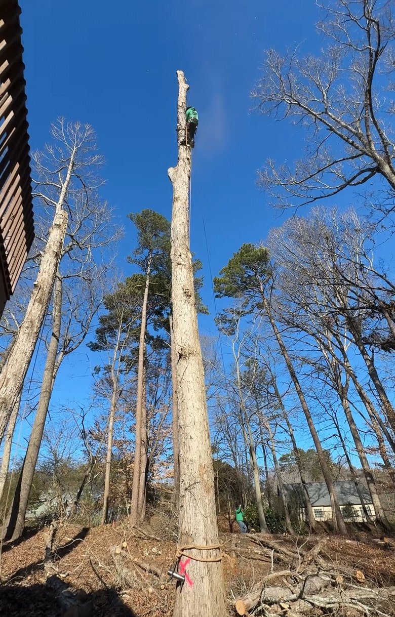Tree service consultation and planning process