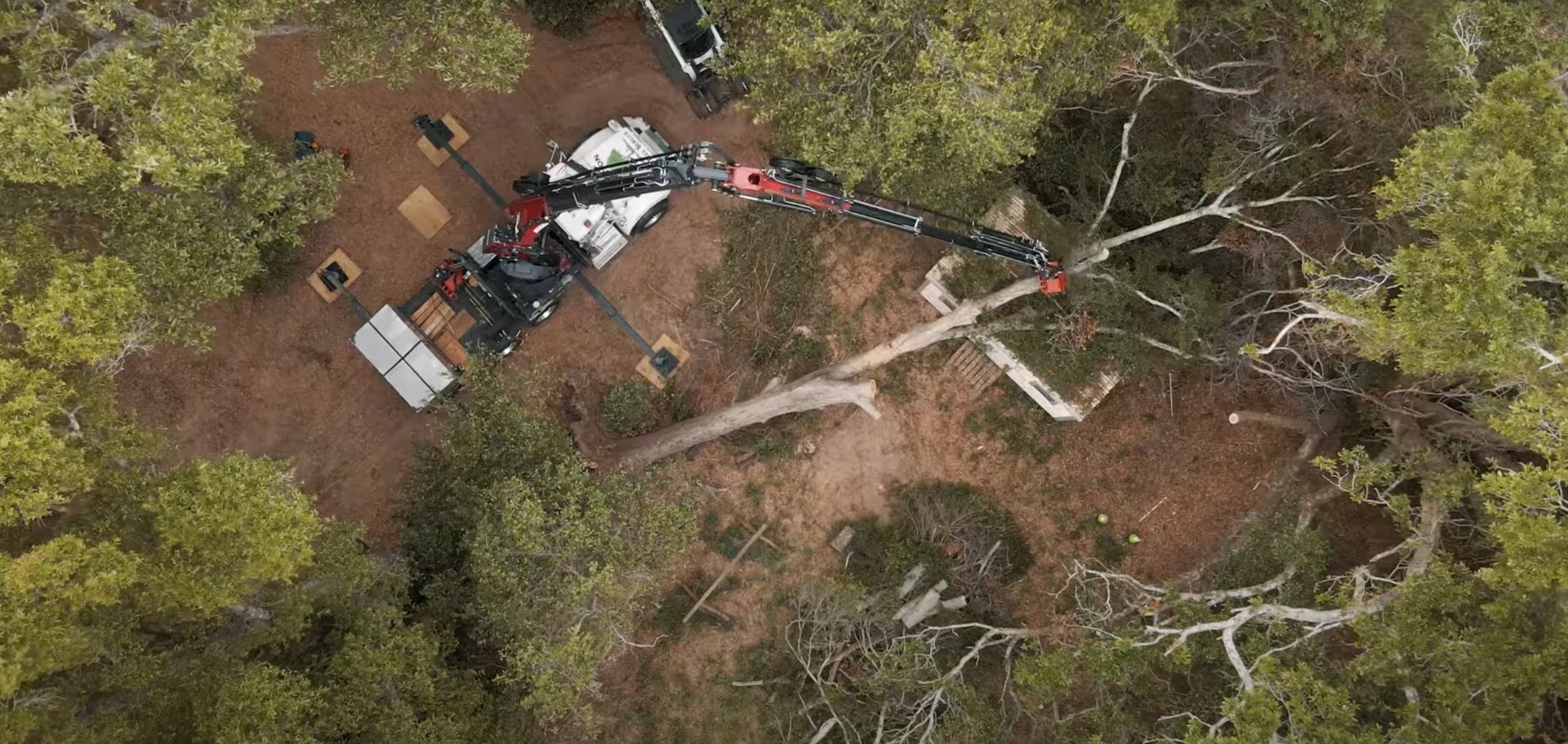 Comparison showing proper vs improper tree pruning techniques