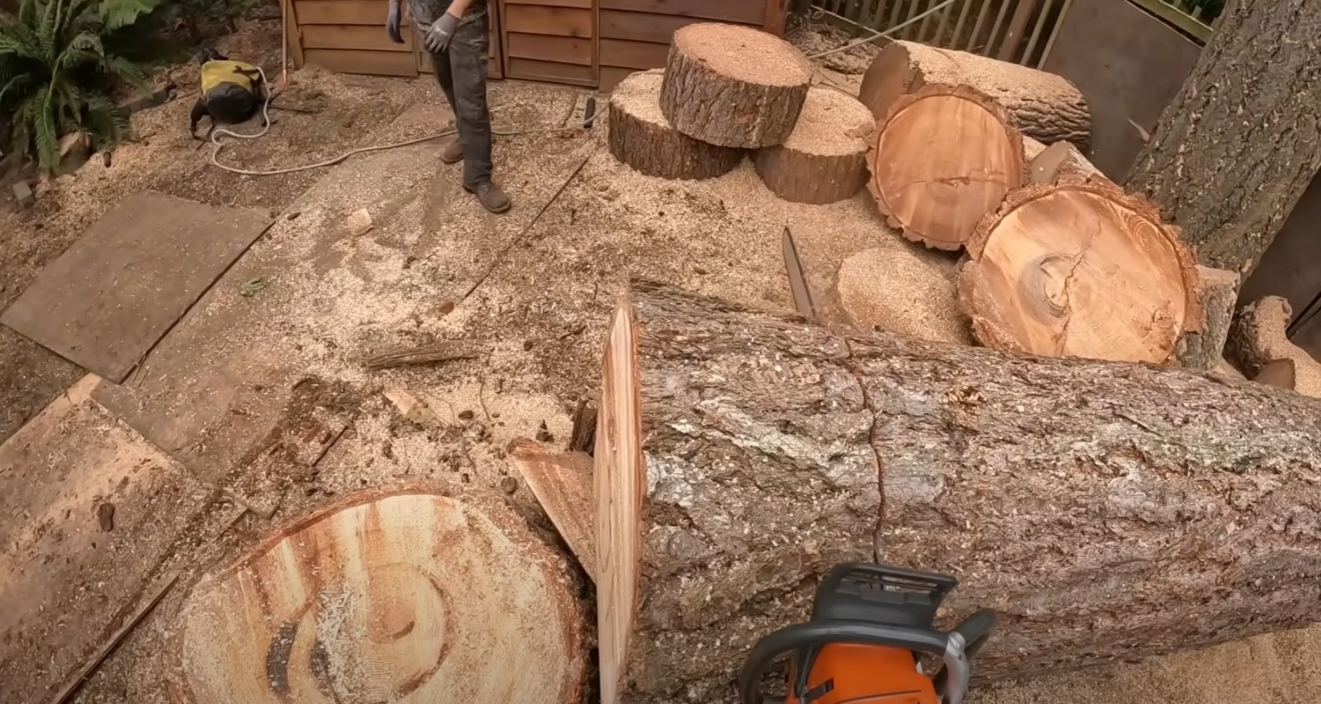 Professionally cut tree sections ready for cleanup and removal Cut tree logs and wood sections ready for removal after professional tree service