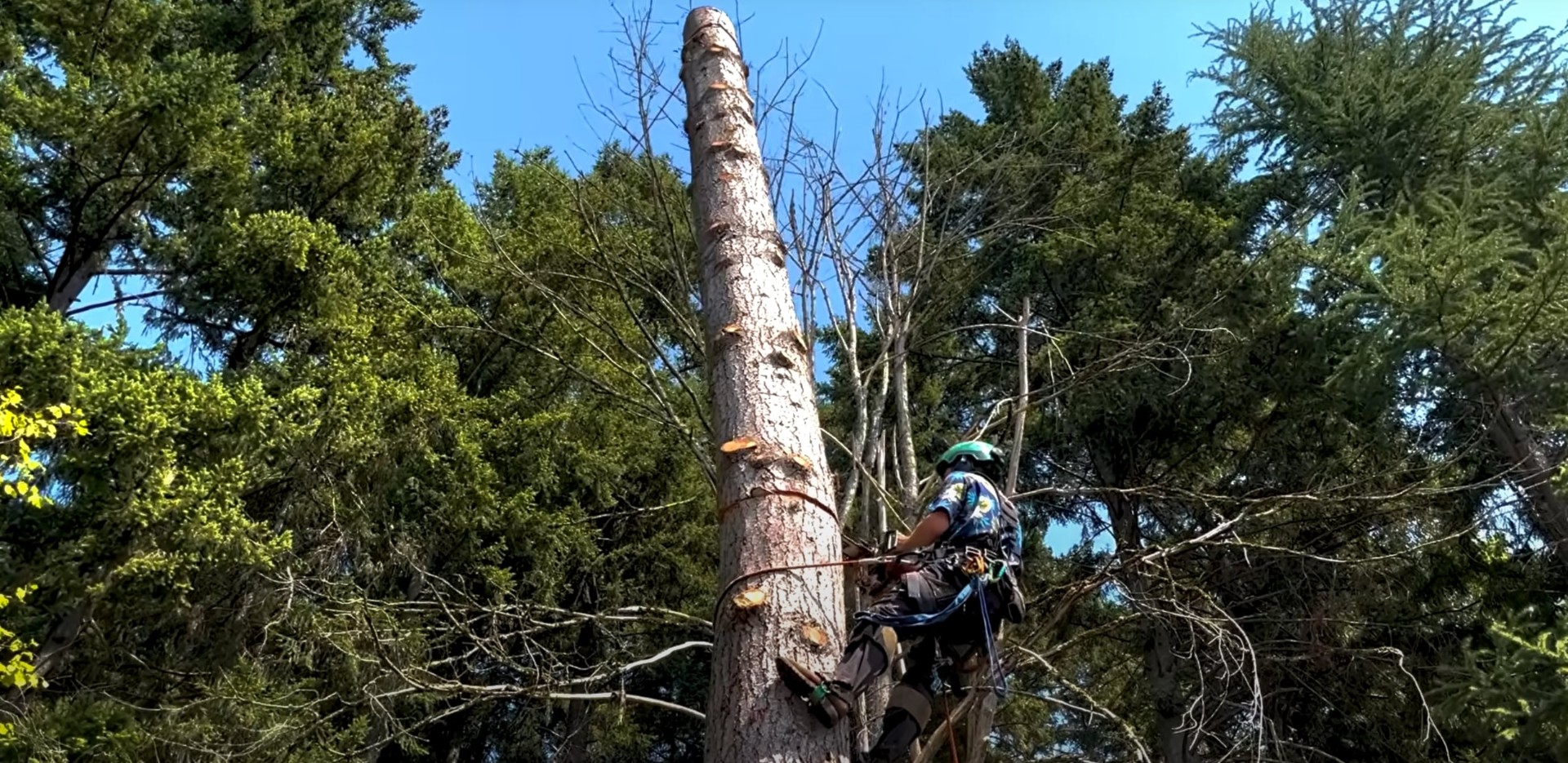 Expert tree climber performing high-altitude tree trimming service Professional arborist climbing tall tree with safety harness for tree trimming