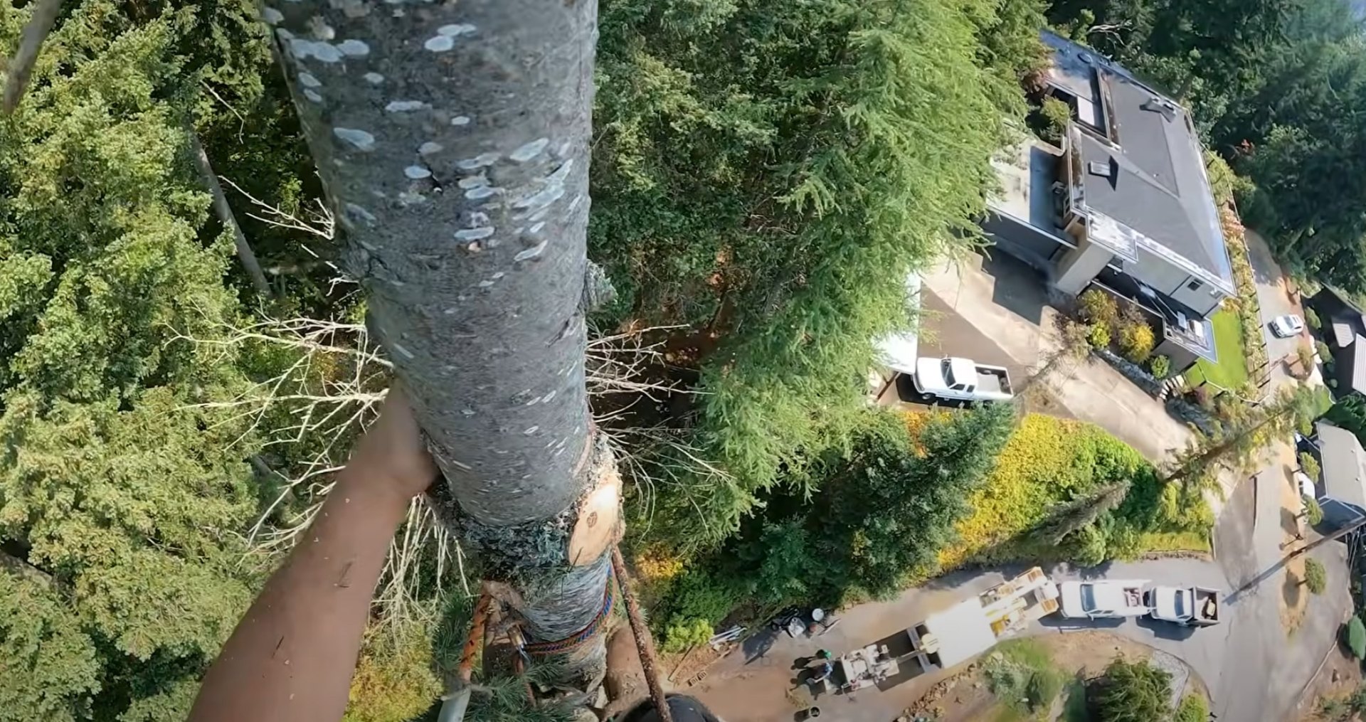Aerial perspective of professional tree removal service in progress Aerial view of tree service team working safely on large tree removal project