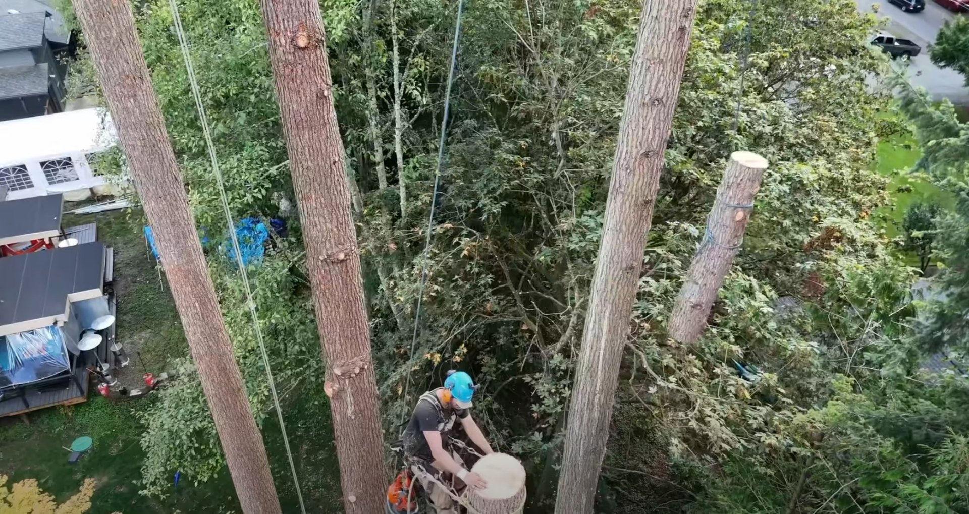 Tree cutting and removal equipment showing different techniques