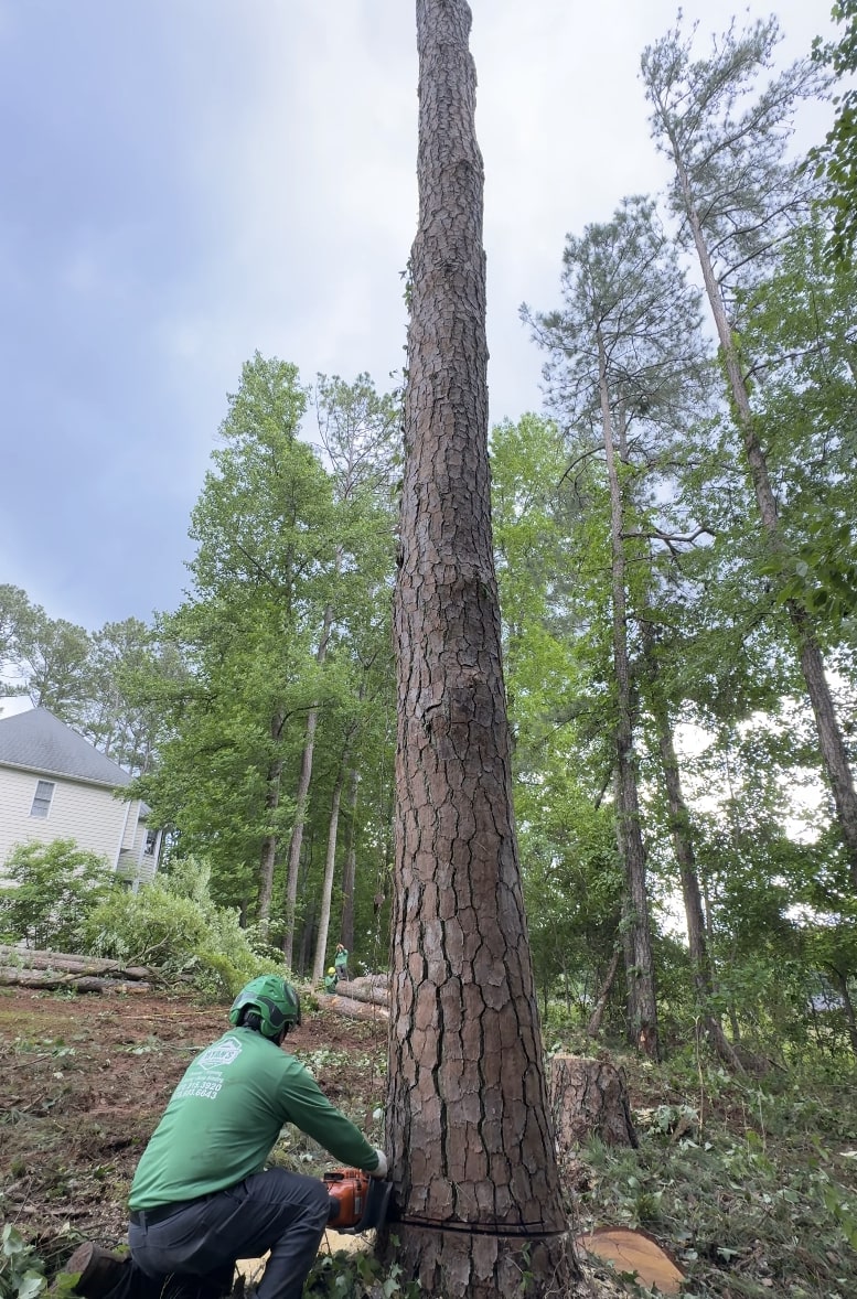 Expert tree cutting service with professional chainsaw equipment Professional tree service worker using chainsaw for precise tree cutting in Ontario, CA